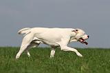 DOGUE ARGENTIN 398